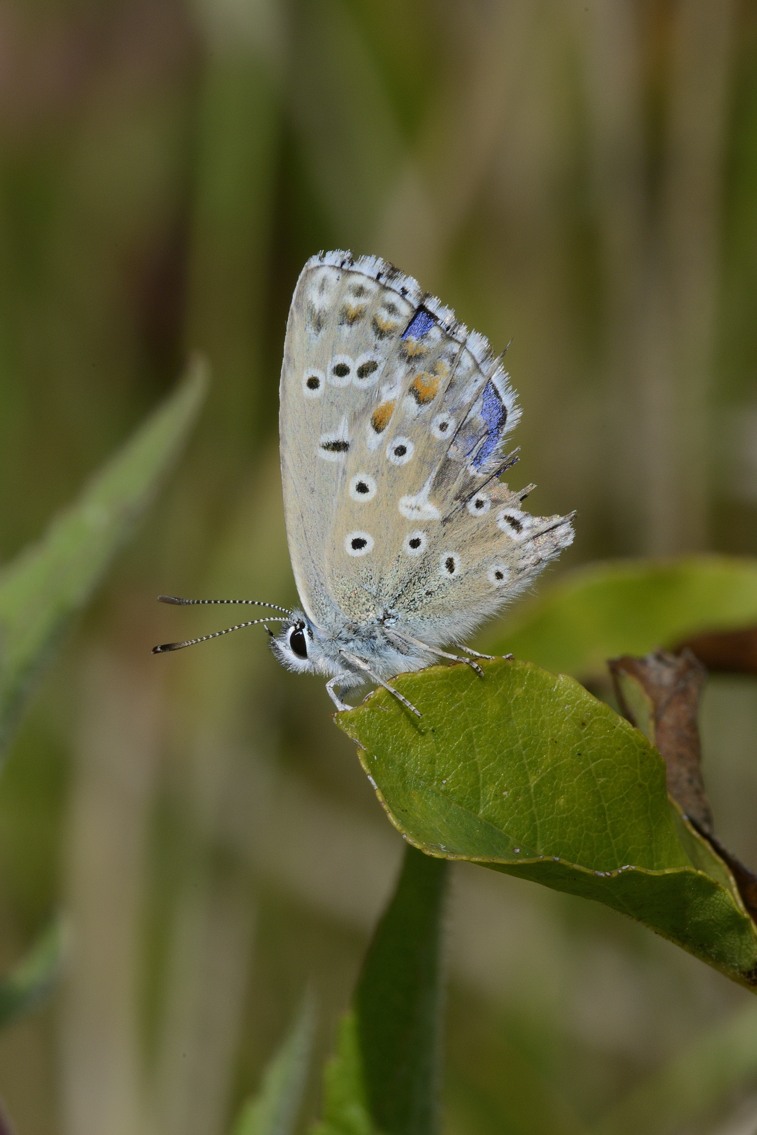 Polyommatus icarus?